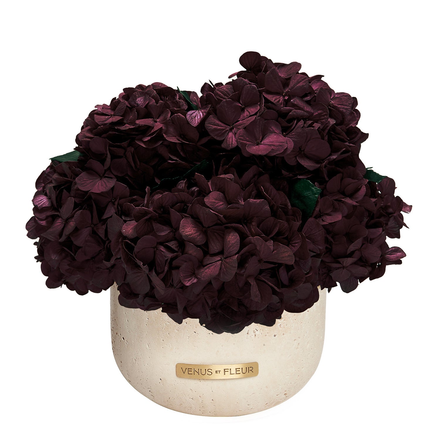 Hydrangea_Terre_Blackberry.jpg
