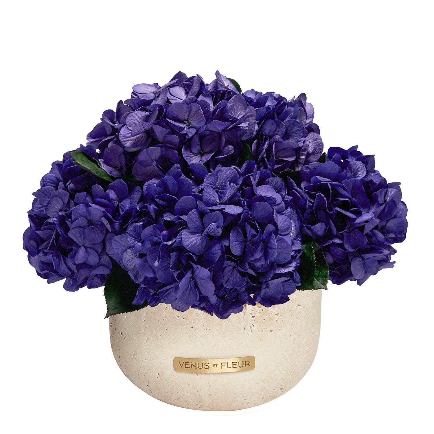 Hydrangea_Terre_Blue_3.jpg