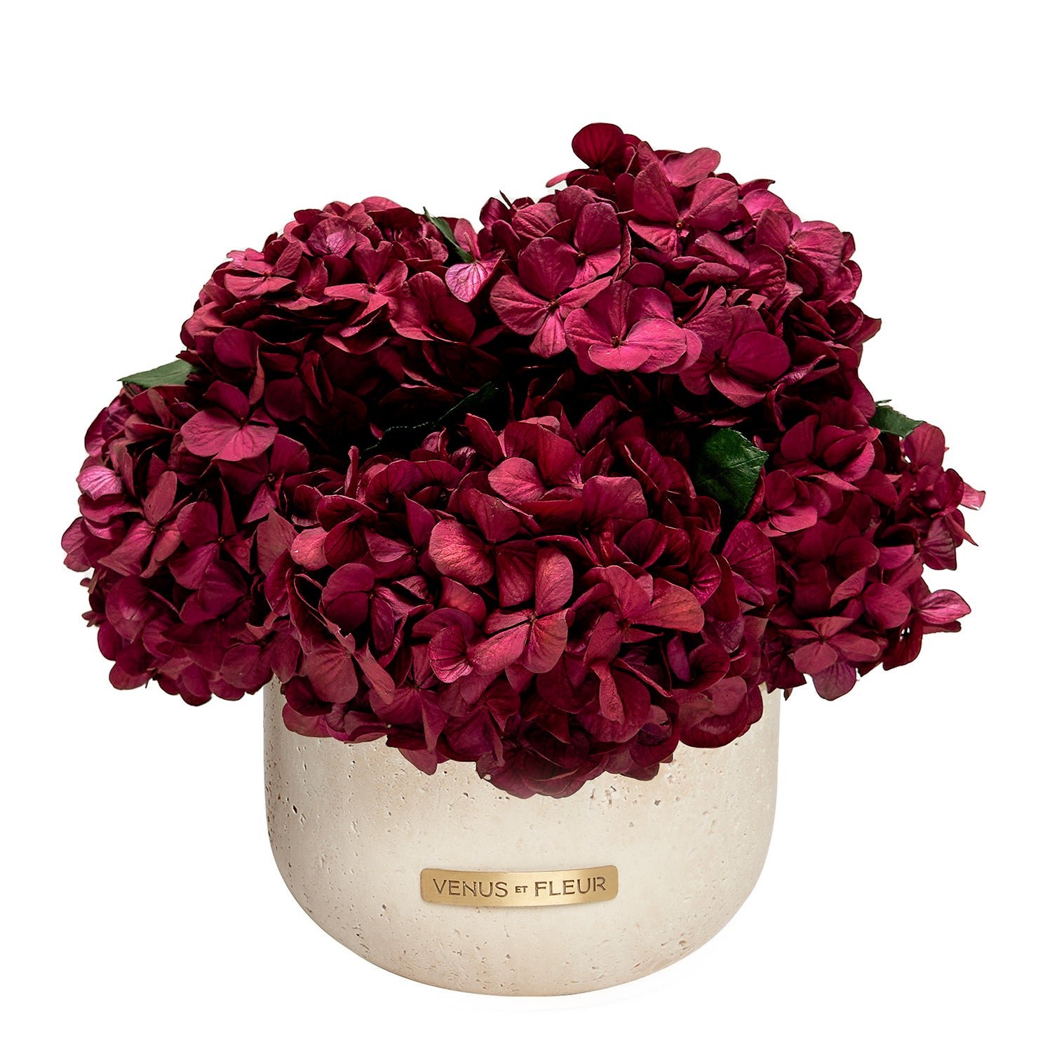 Hydrangea_Terre_Burgundy_1.jpg