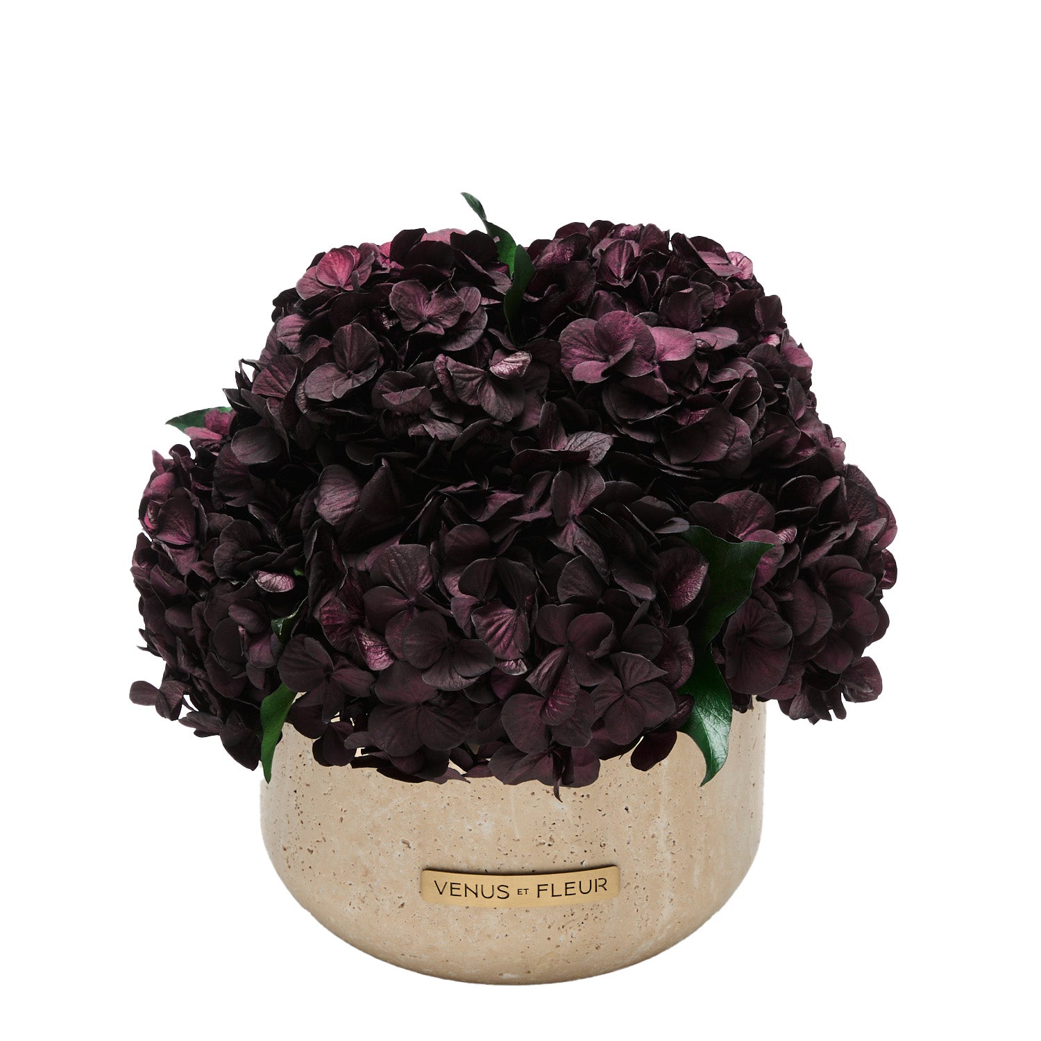 Terre_Hydrangea_Blackberry_029_Ngb-1.jpg