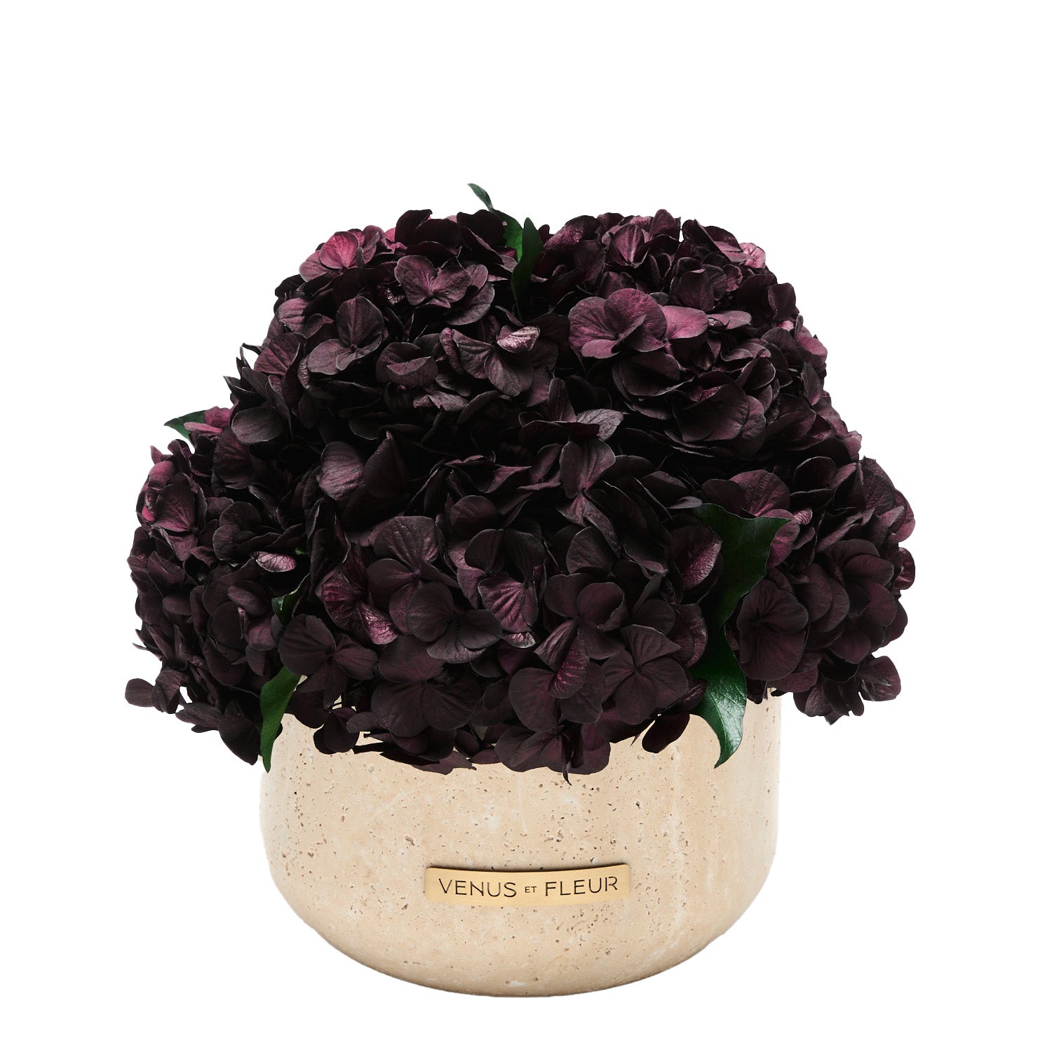 Terre_Hydrangea_Blackberry_034_nobg-1.jpg